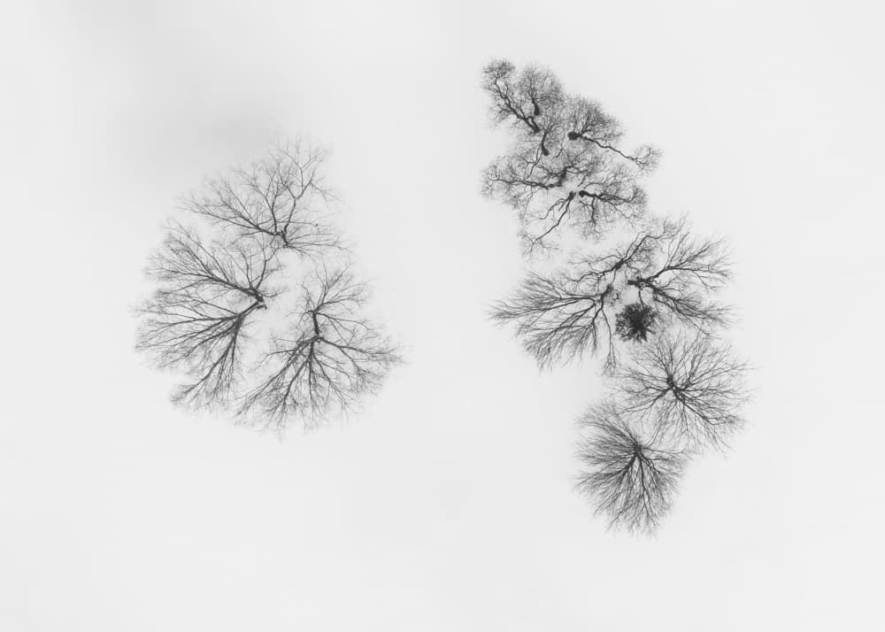 Abstract Winter Trees by Wei (David) Dai — canvas wall art