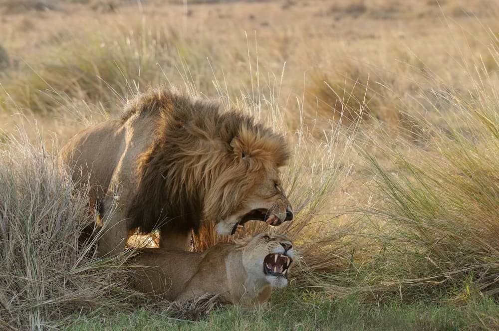 Roaring Lion Pair by Muriel Vekemans — canvas wall art
