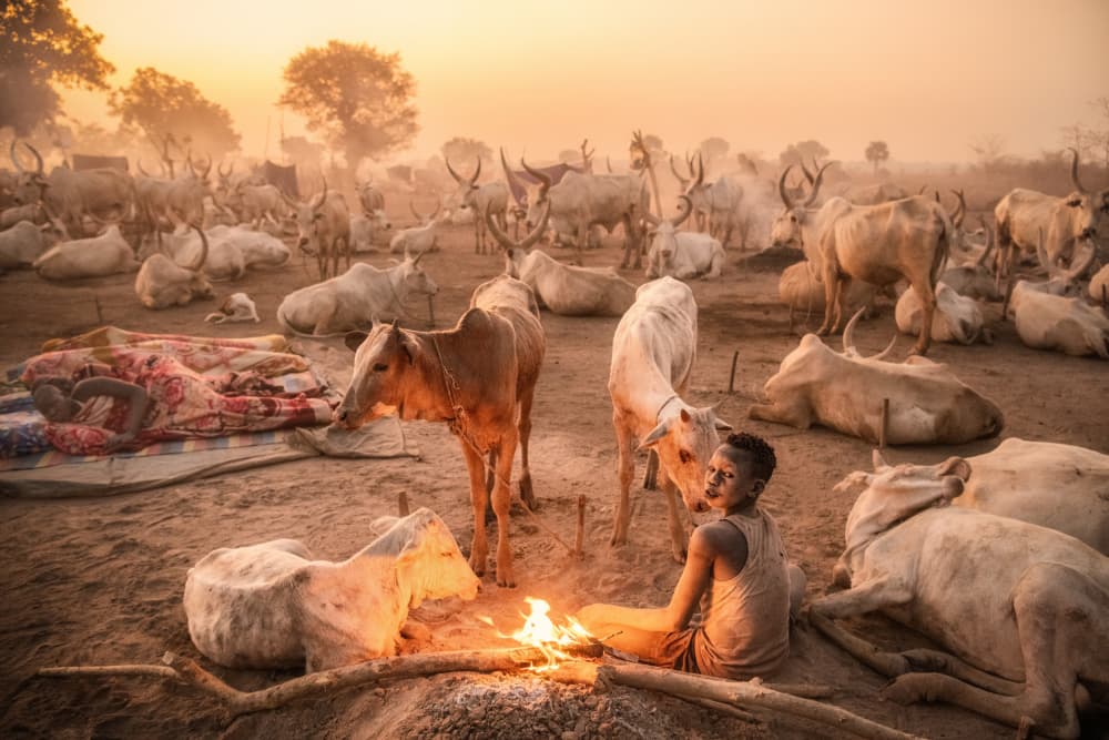 Golden Hour Cattle Camp by Trevor Cole — canvas wall art