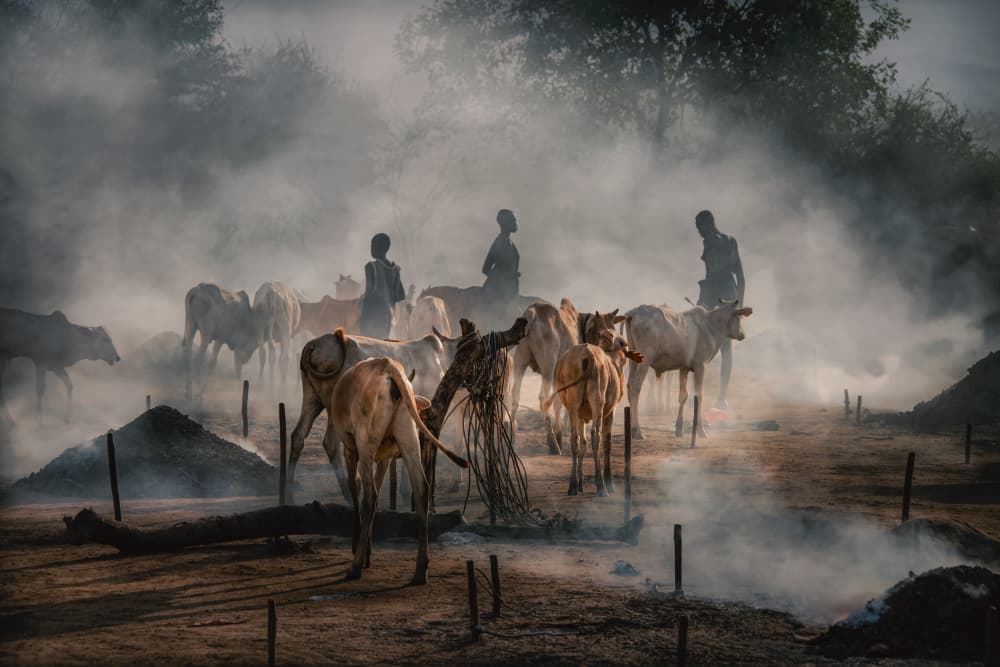 African Cattle Herders by Svetlin Yosifov — canvas wall art