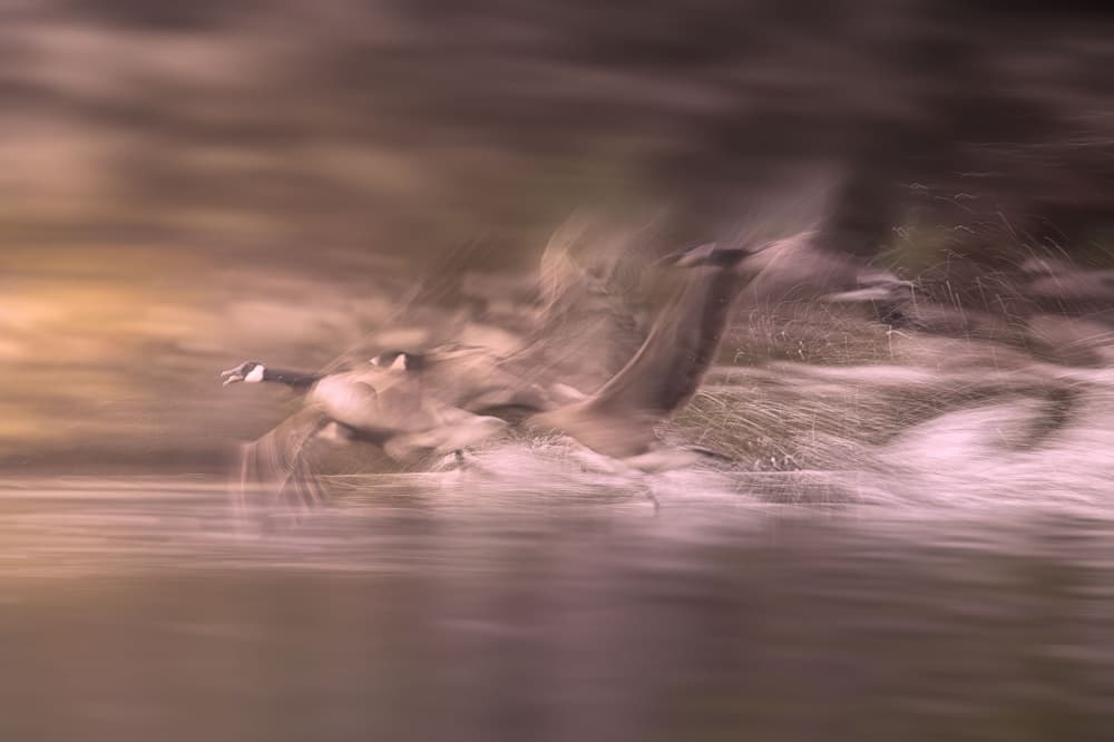 Geese in Dynamic Flight by Larry Deng APA — canvas wall art