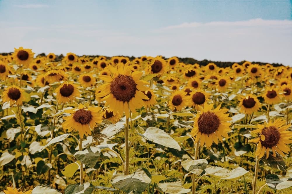 Sunny Sunflower Field by Del Mundo Imagery — canvas wall art