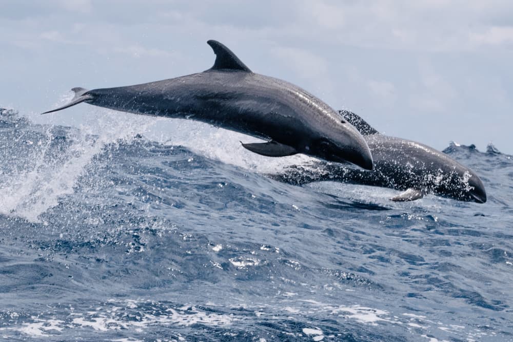 Wild Dolphins Leaping Ocean by Serge Melesan — canvas wall art