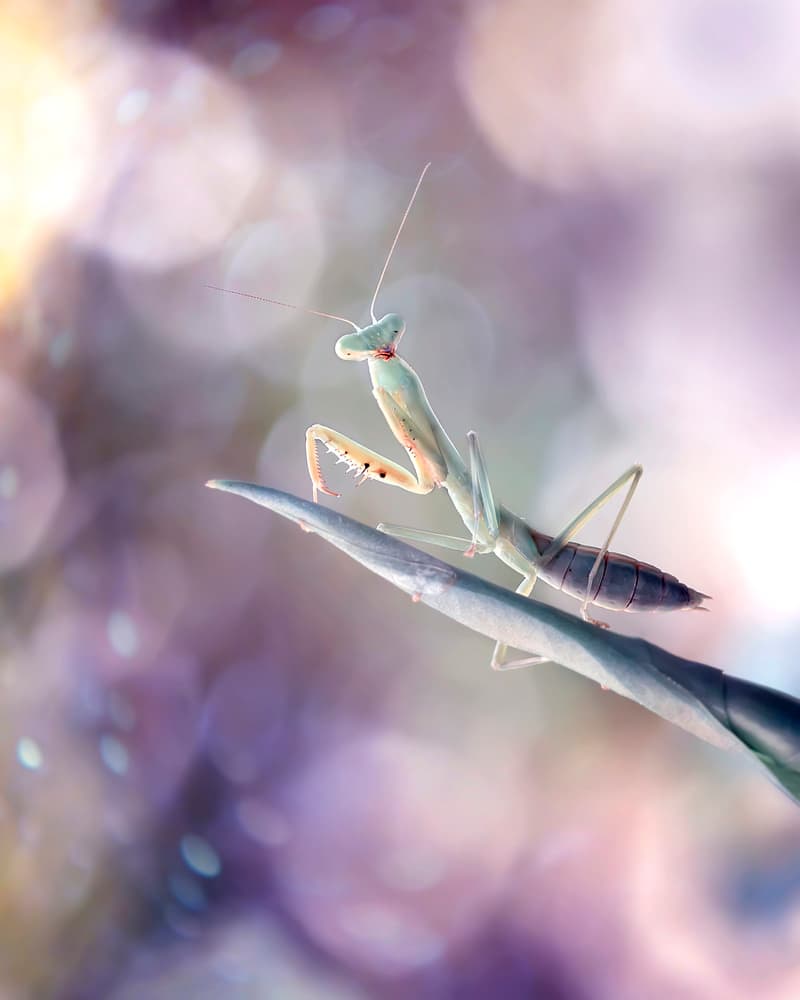 Praying Mantis Soft Glow by Fauzan Maududdin — canvas wall art