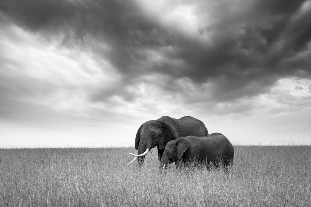 African Elephants Dramatic Sky by swapnil deshpande — canvas wall art