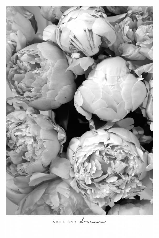 Black and White Peony Blooms by Rosana Laiz Blursbyai — canvas wall art