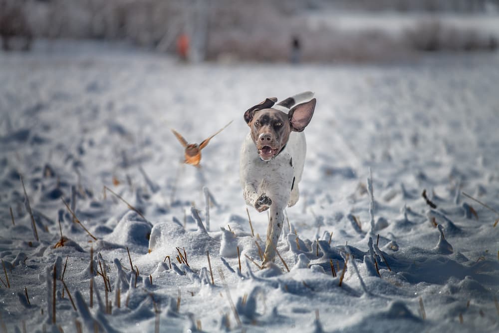Winter Dog Chase by Lior Yaakobi — canvas wall art