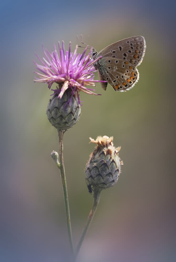 Purple Thistle Butterfly by Fabrizio Daminelli — canvas wall art