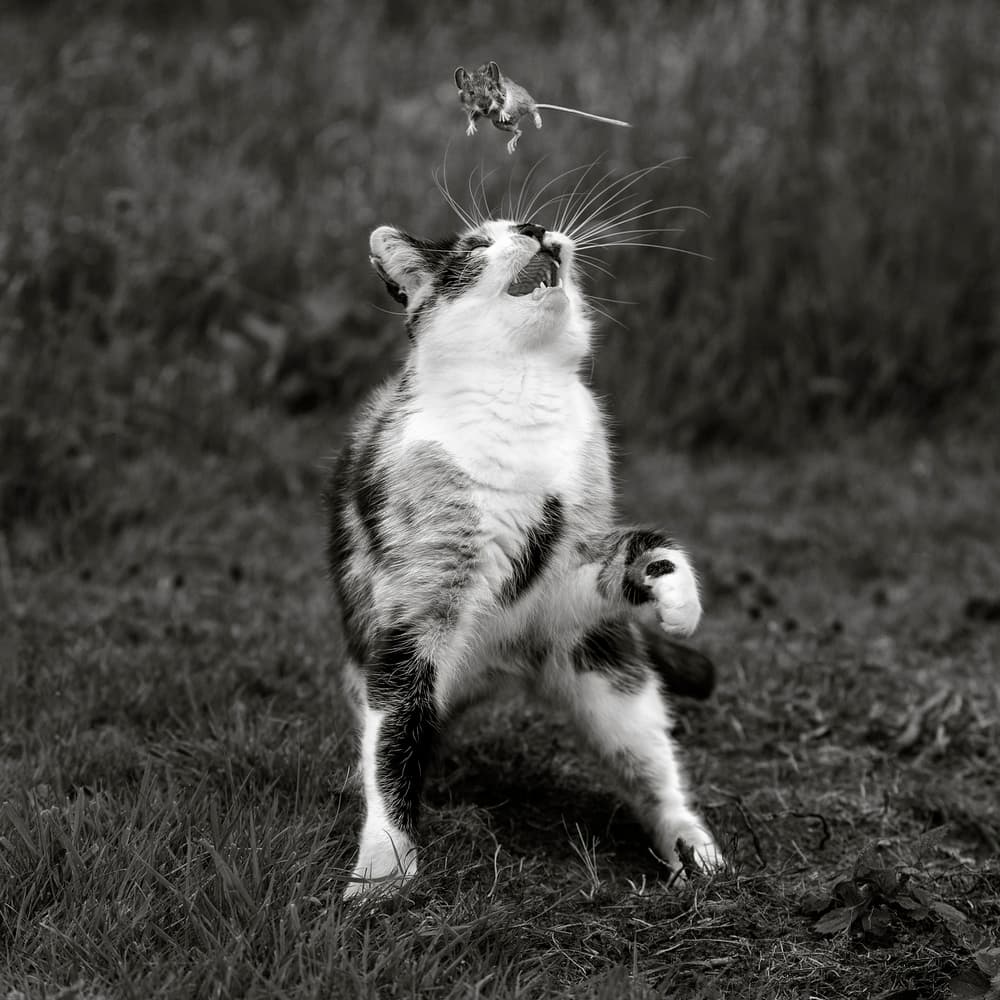 Jumping Cat Mouse by Hugh Wilkinson — canvas wall art