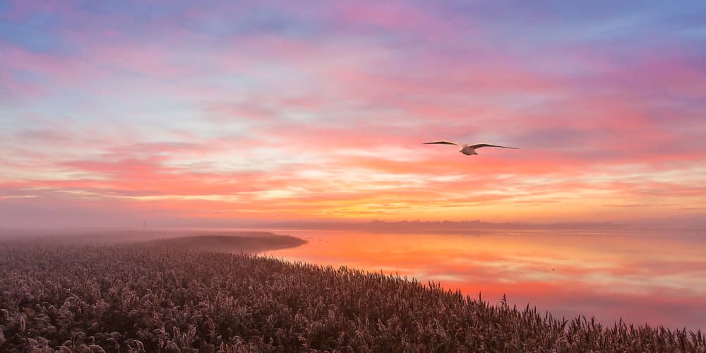 Golden Hour Flight by Leif Løndal — canvas wall art