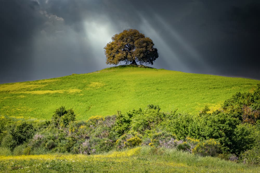 Hilltop Tree Sun Rays by Sergio Barboni — canvas wall art