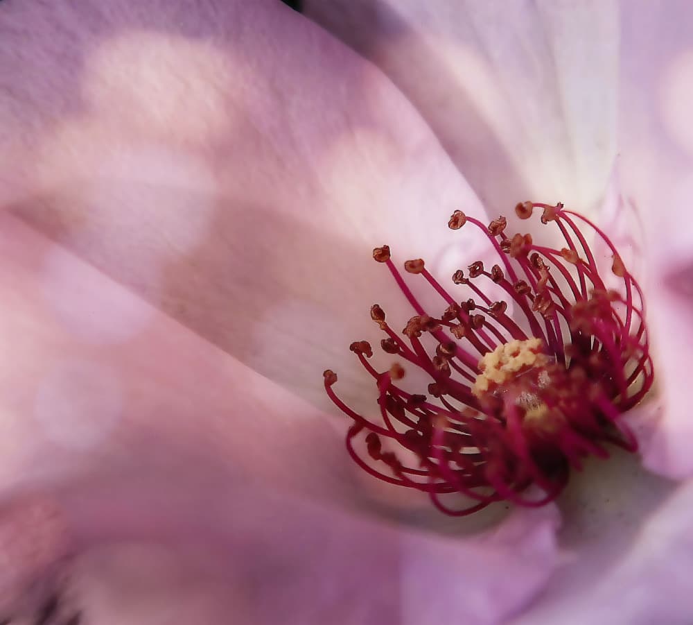 Delicate Pink Bloom by Anna Cseresnjes — canvas wall art