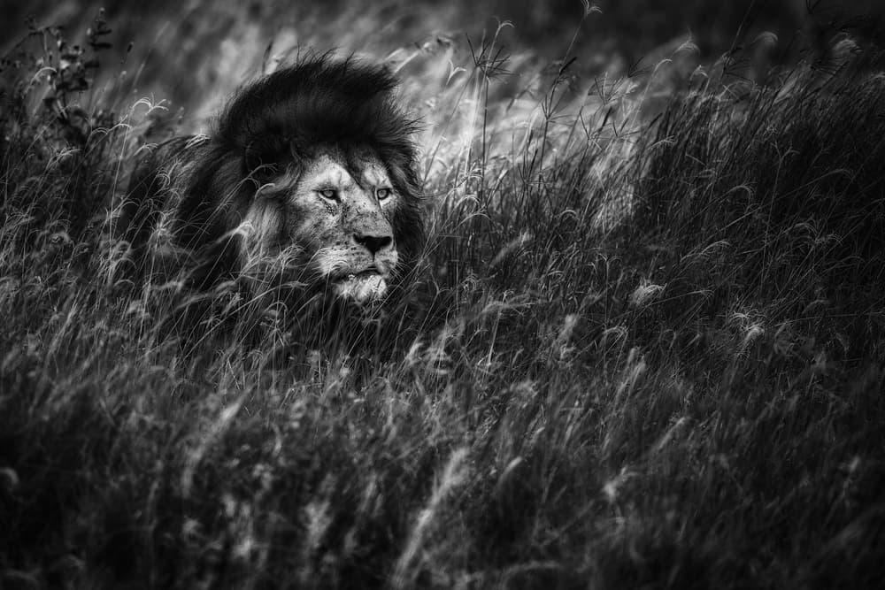 Watchful Lion by Mohammed Alnaser — canvas wall art