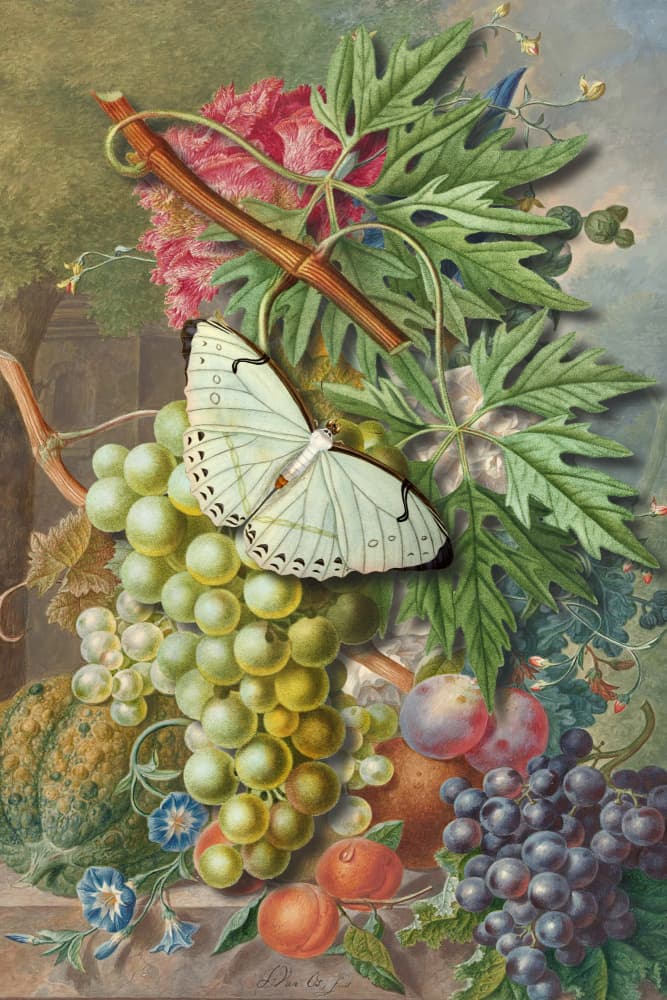 Butterfly and Fruit Still Life by Marja van den Hurk — canvas wall art