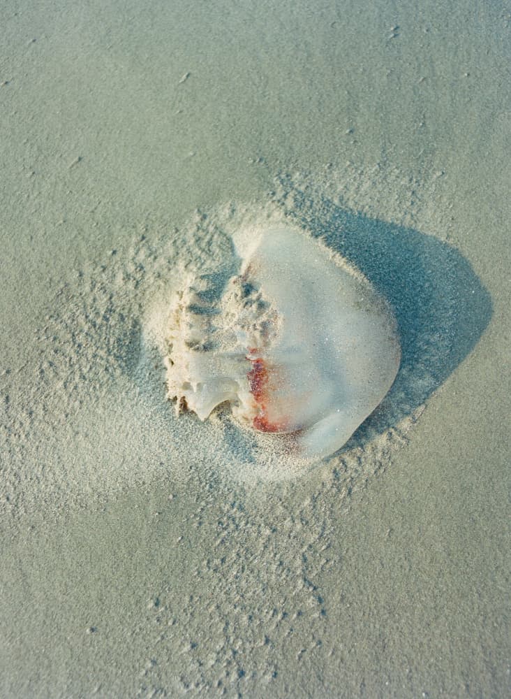 Washed Ashore Jellyfish by Bethany Young — canvas wall art
