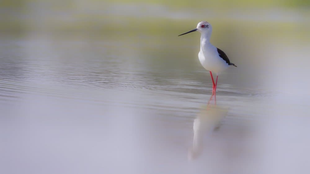 Peaceful Stilt Reflection by David Manusevich — canvas wall art
