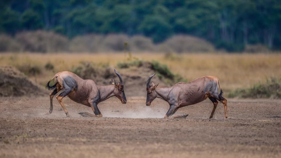 Wild Topi Antelopes Battle by Mohammed Alnaser — canvas wall art