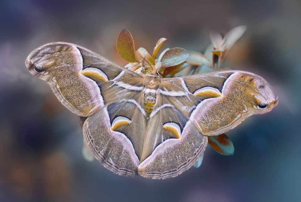 Elegant Moth Wings by Fabrizio Daminelli — canvas wall art