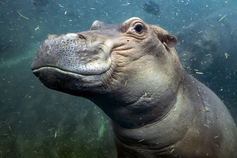 Hippo underwater by Andrea Izzotti — canvas wall art