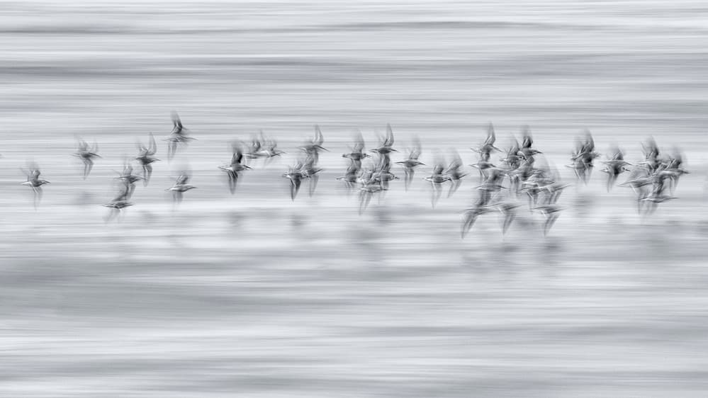 Flying Flock Seascape by Benjamine Hullot Scalvenzi — canvas wall art