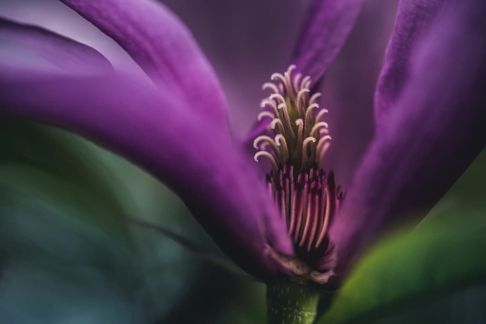 Vibrant Magenta Bloom by Ulrike Eisenmann — canvas wall art