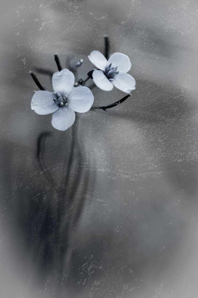 Delicate Grey Blooms by Cicek Kiral — canvas wall art