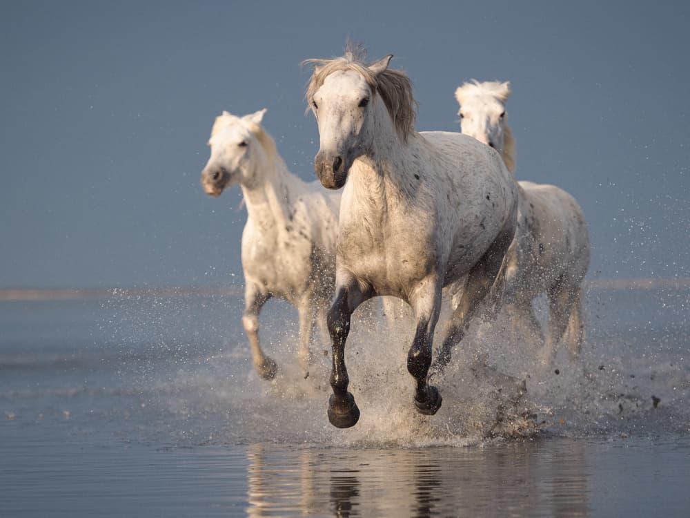 Galloping White Horses by Rostovskiy Anton — canvas wall art