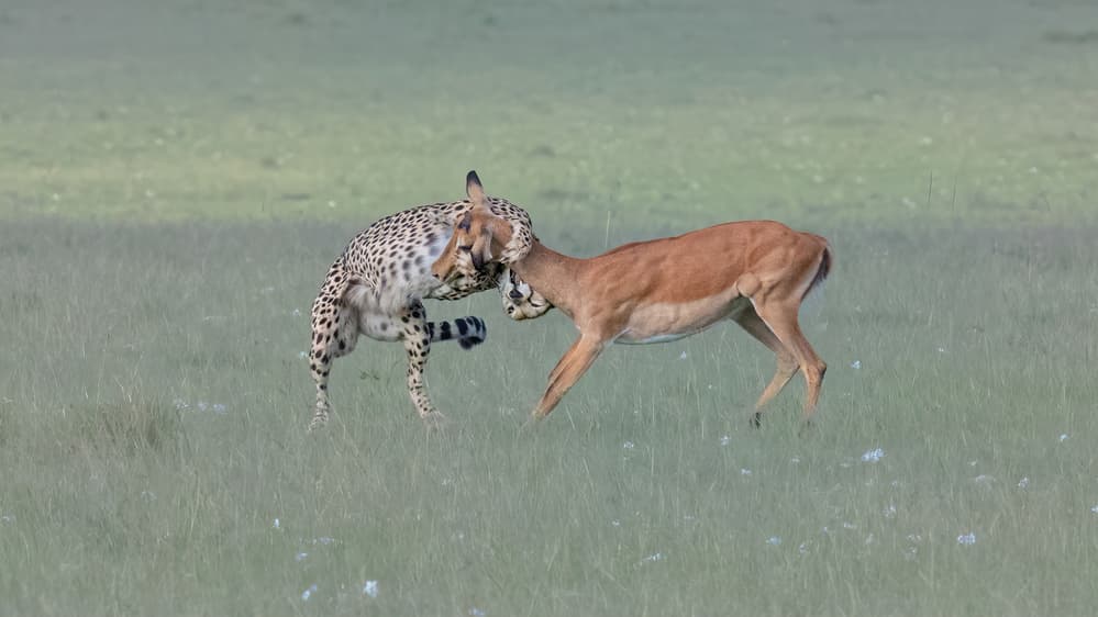 Cheetah Impala Hunt by Jennifer Lu — canvas wall art