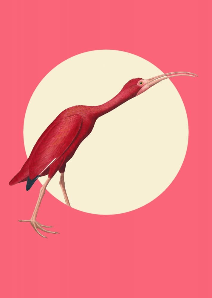 Scarlet Ibis Circle by Marja van den Hurk — canvas wall art