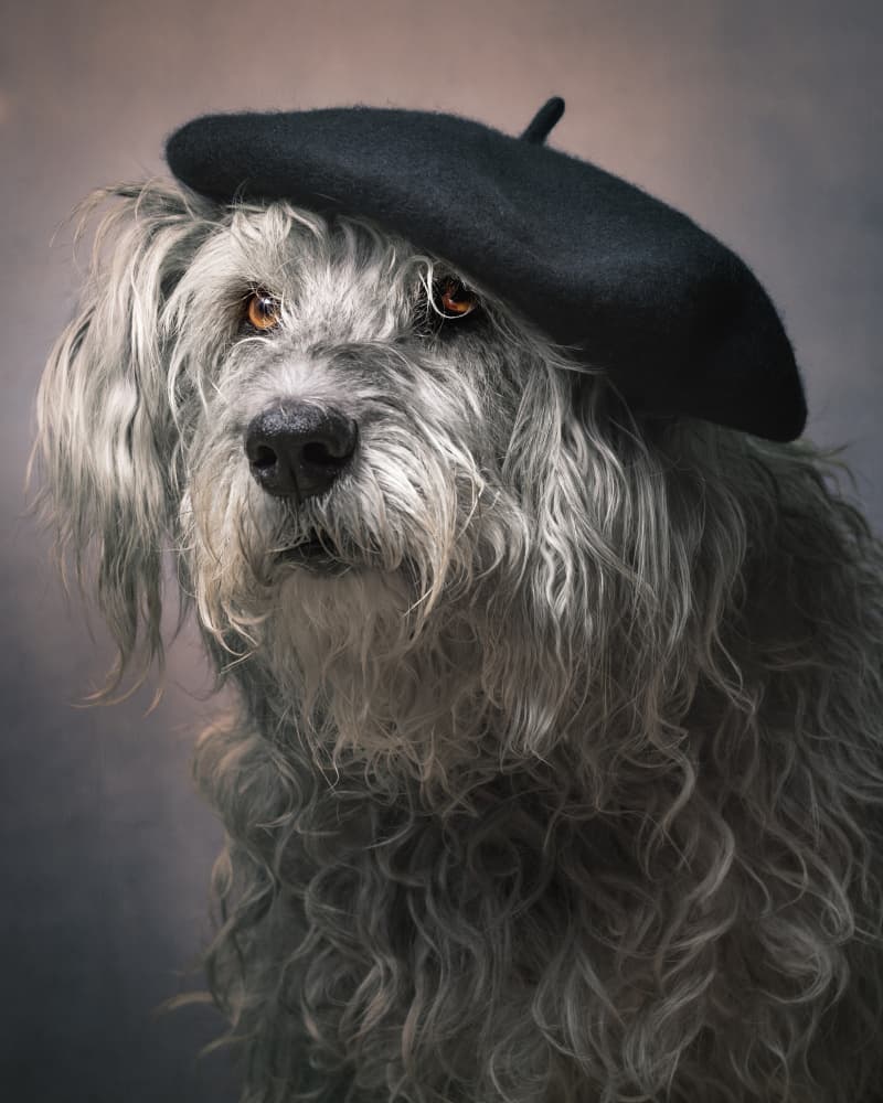 Shaggy Dog Beret by Hans Repelnig — canvas wall art