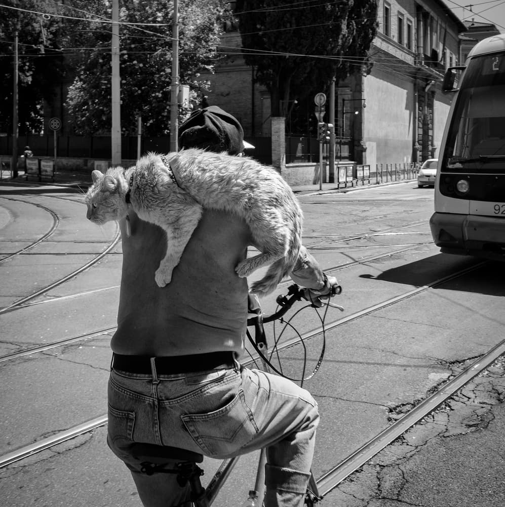 Cat On a Bike Ride by Riccardo Lucidi — canvas wall art