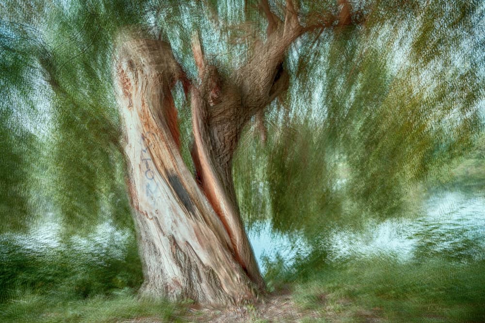 Twisted Tree Dream by Roswitha Schleicher-Schwarz — canvas wall art