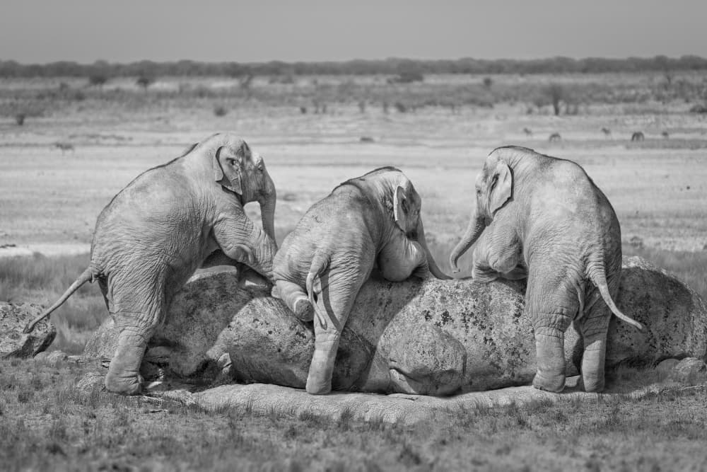 Playful Baby Elephants by Marcel Egger — canvas wall art