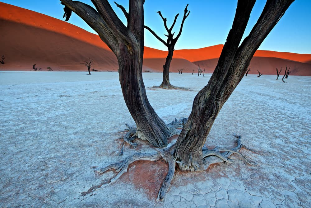 Red Dunes and Dead Trees by Trevor Cole — canvas wall art