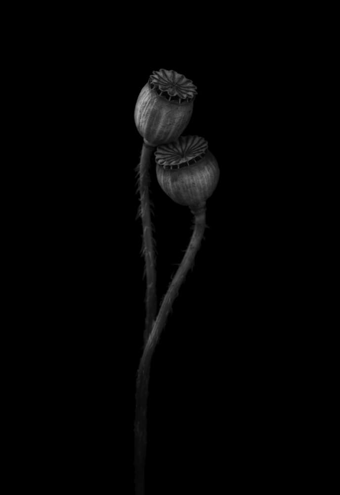 Elegant Poppy Pods by Lotte Grønkjær — canvas wall art