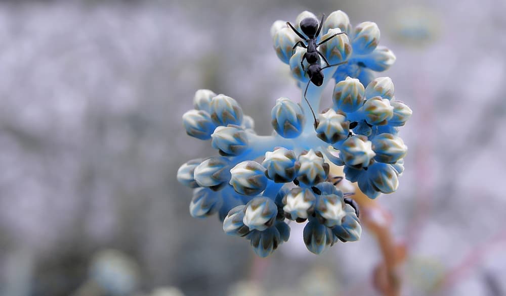 Ant on Blue Buds by Thierry Dufour — canvas wall art