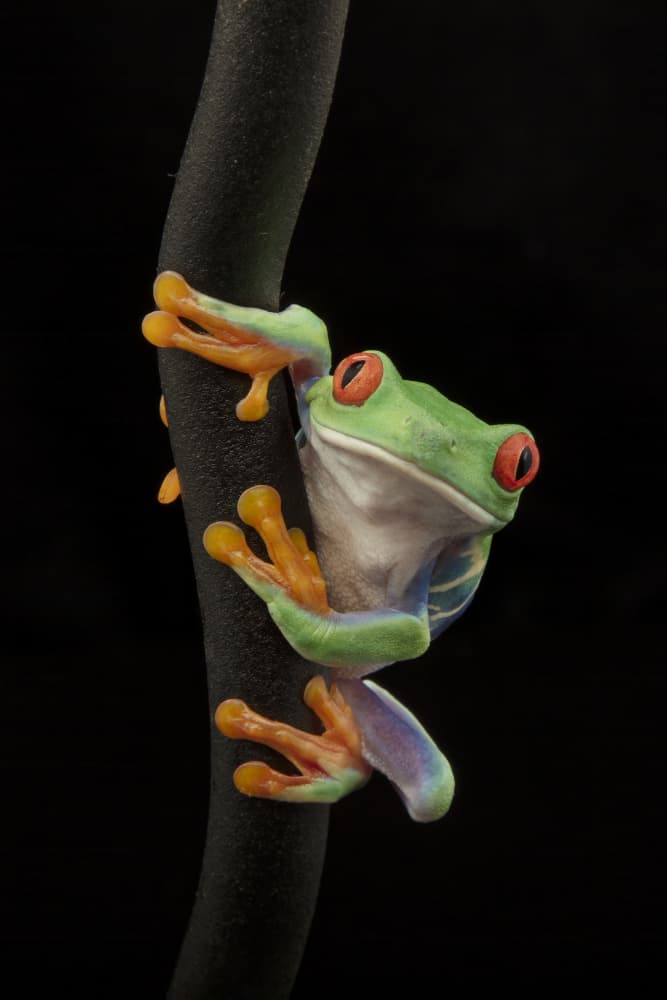 Vibrant Red-Eyed Frog by Linda D Lester — canvas wall art