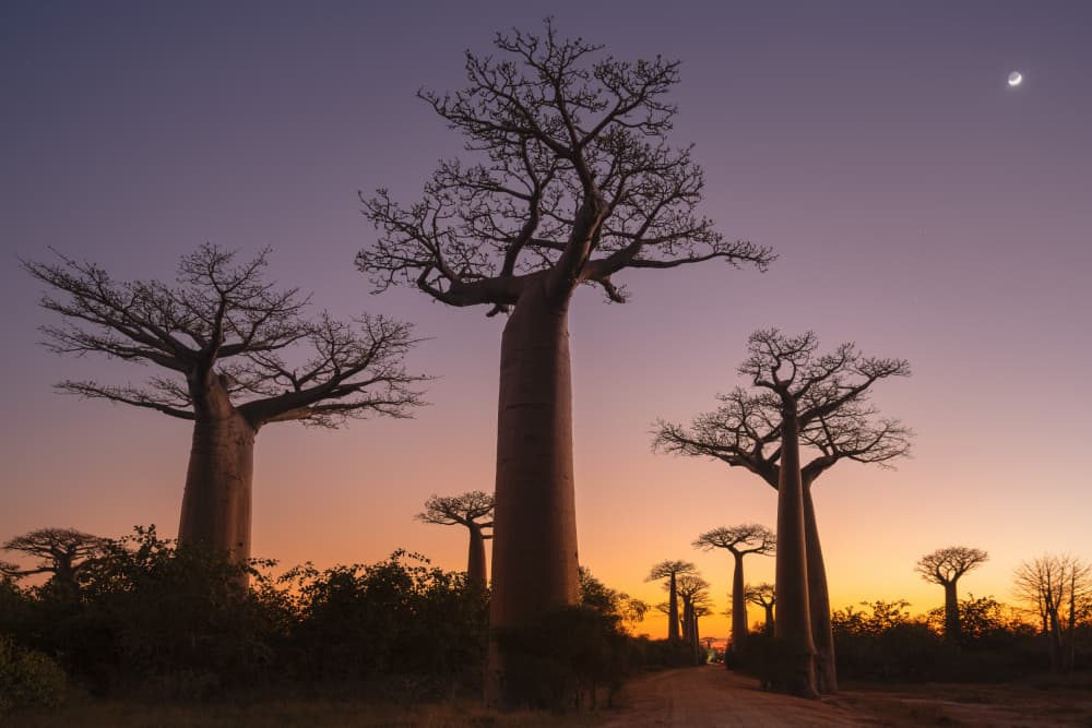 Madagascar Baobab Sunset by Andreea Selagea — canvas wall art