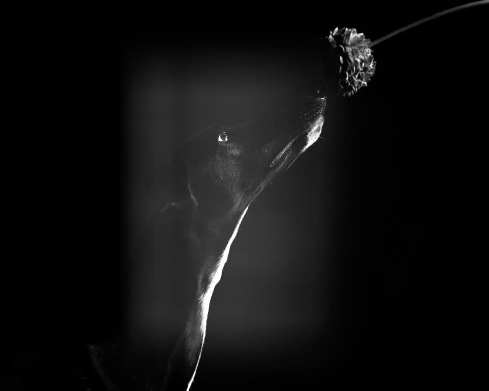 Elegant Dog Sniffing Flower by Heike Willers — canvas wall art