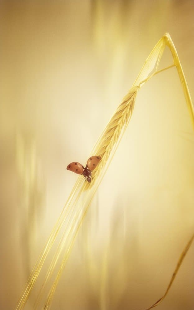 Golden Ladybug Takes Flight by Anna Cseresnjes — canvas wall art