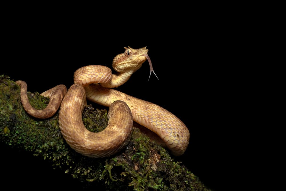 Horned Viper On Branch by Milan Zygmunt — canvas wall art