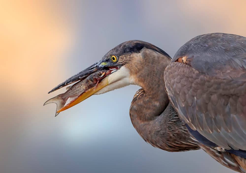 Heron's Fish Catch by Rob Li — canvas wall art