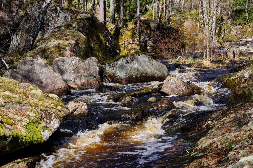 Rushing Forest River by Geertjan Plooijer — canvas wall art