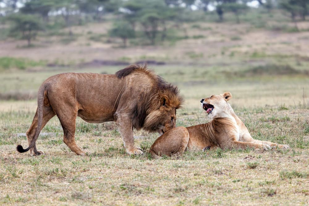 African Lions Encounter by Alessandro Catta — canvas wall art