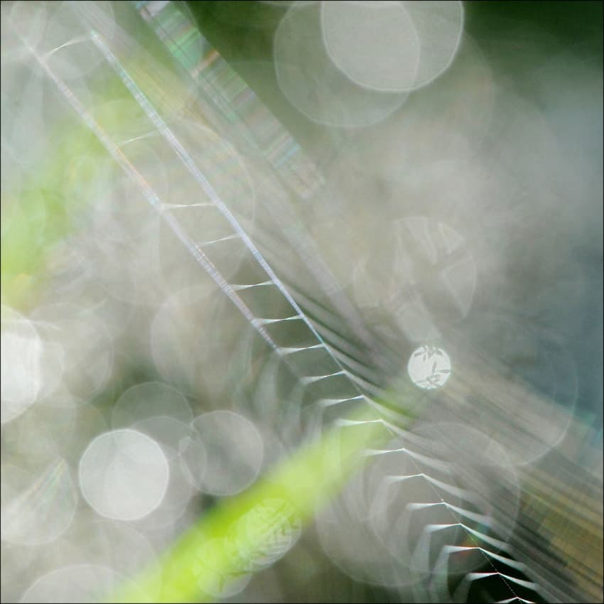 Glistening Spider Web by Huib Limberg — canvas wall art