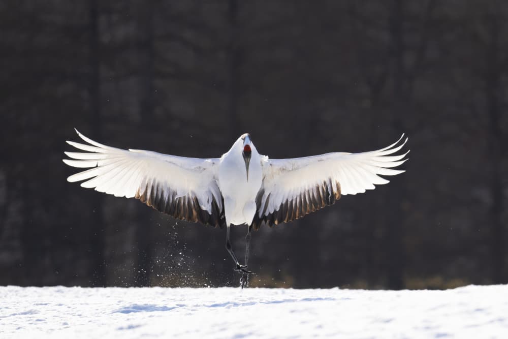 Red-crowned Crane Landing by E.L The — canvas wall art