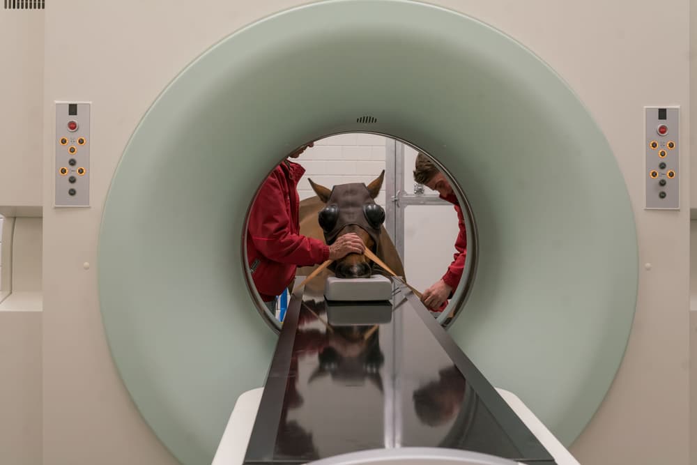 Equine CT Scan by Gert van den Bosch — canvas wall art