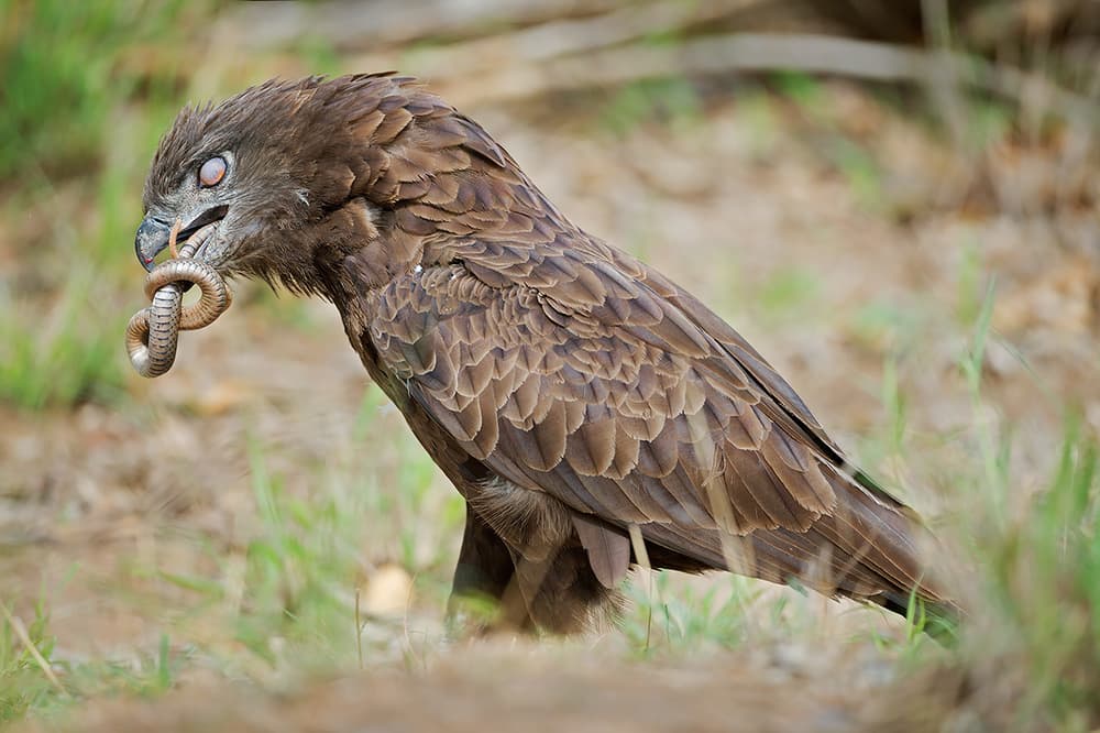 Snake Eagle's Hunt by Marco Pozzi — canvas wall art