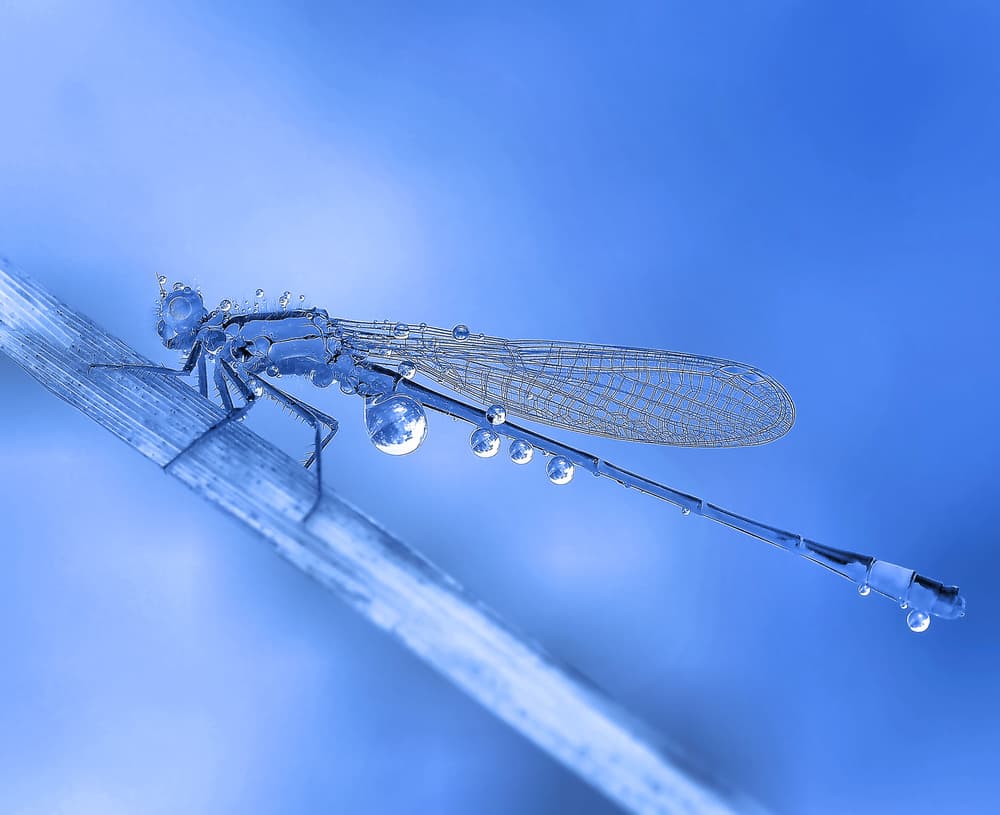 Dewy Blue Damselfly by Thierry Dufour — canvas wall art