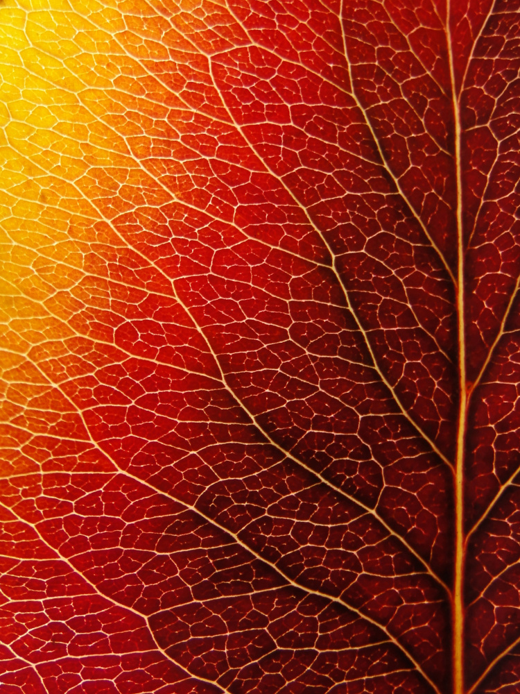 Vibrant Autumn Leaf by Ivan Lesica — canvas wall art